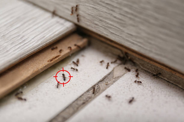Best Ant Control Services  in Saugerties South, NY
