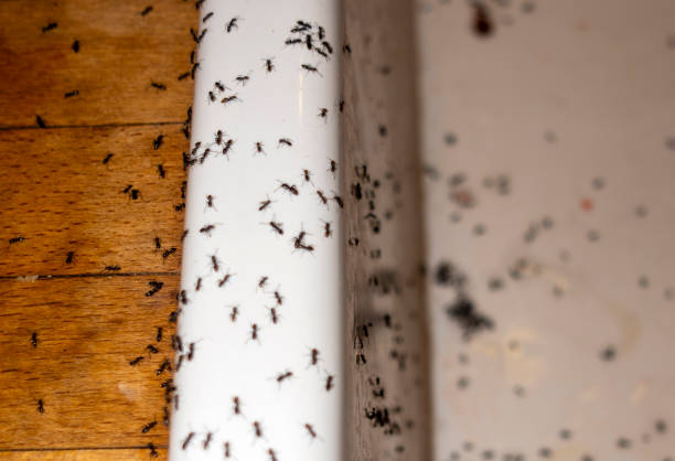 Best Best Pest Control Companies  in Saugerties South, NY