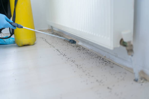 Best Emergency Pest Control  in Saugerties South, NY
