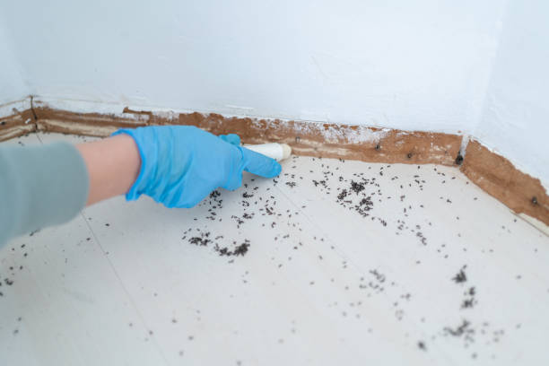 Best Rat Extermination Near Me  in Saugerties South, NY